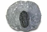 Phacopid (Adrisiops) Trilobite - Jbel Oudriss, Morocco #312816-5